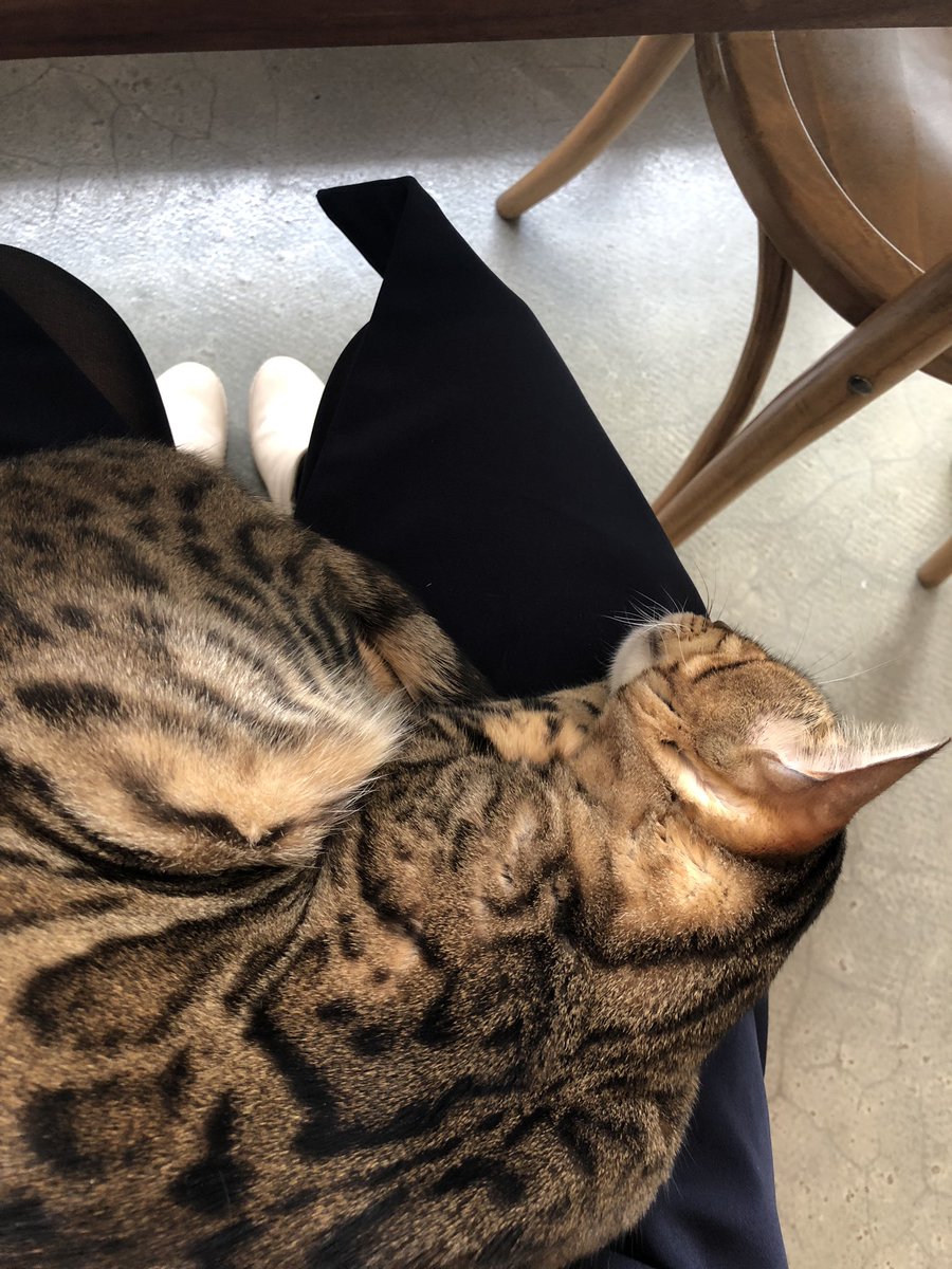 1228_haruki's tweet photo. 猫ちゃんは私の足で寝ていた、とってもうれしい＼(^o^)／ https://t.co/2ifbwSTegc
