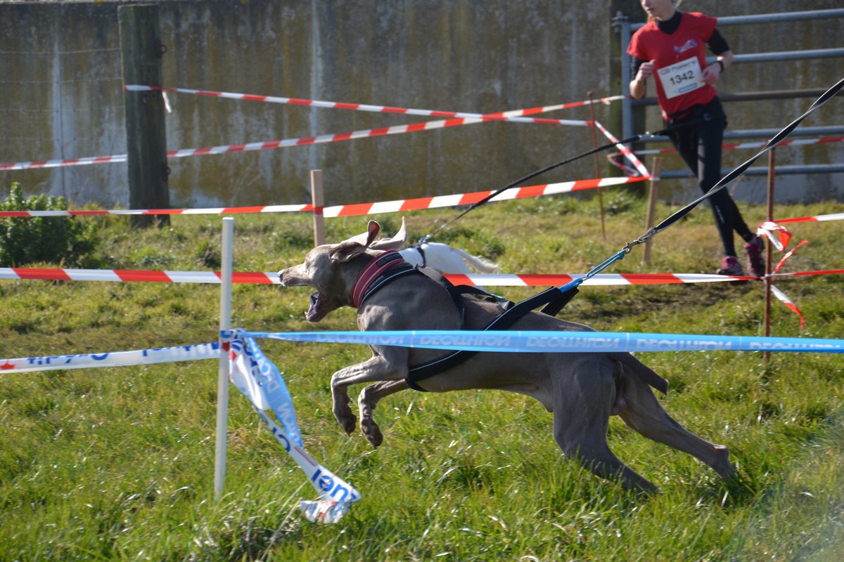 BeteDeCourse's tweet image. Tout ce que tu dois savoir pour te lancer dans ta 1ère compétition de #canicross à retrouver sur le blog ⤵

betedecourse.com/index.php/2019…