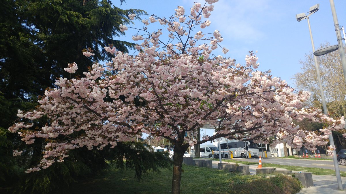 sevan karabetoglu tweet media