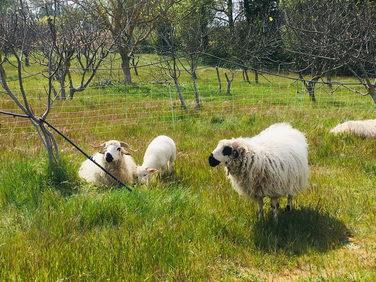 <a href="/defermeenferme/">De Ferme en Ferme ®</a> dans le <a href="/Gard/">Conseil départemental du Gard</a> aussi les 27 &amp; 28 avril : 52 fermes (27 #bio) Des #viticulteurs #distillateurs #arboriculteurs ouvrent leurs portes #vin #plantes #potagers 
700 fermes dans 24 départements en France 🍷 🌱 🐐 <a href="/CivamOccitanie/">FRCIVAM OCCITANIE</a>