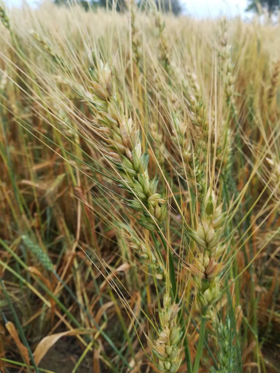 kamranisbest's tweet image. Wheat field #punjab #Pakistan on a rainy day 😎