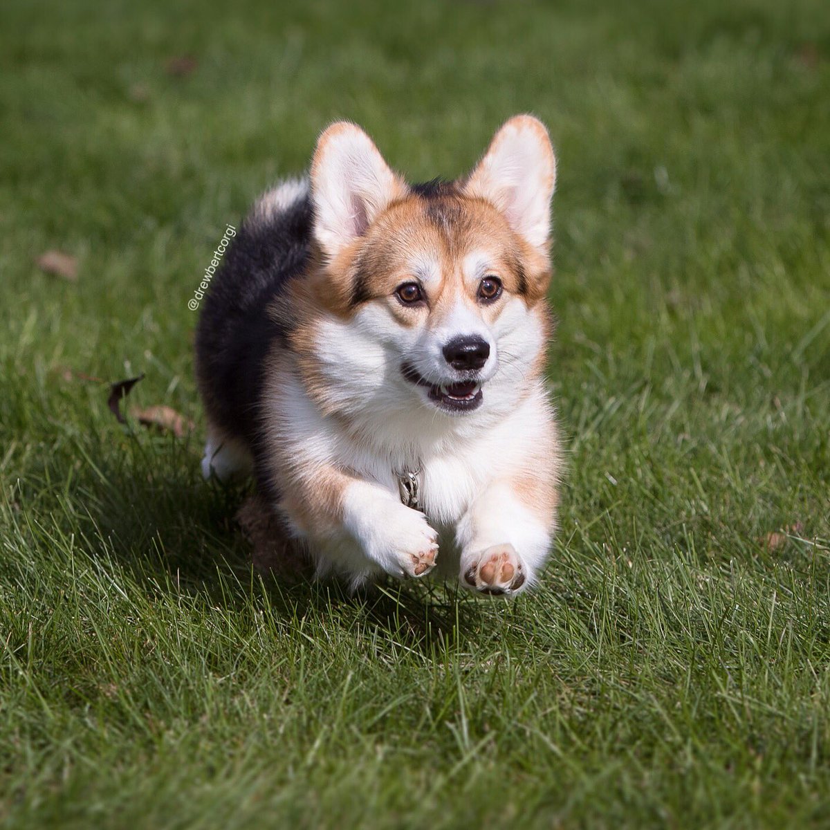 Hovering half an inch above the ground still counts as flying, right?

#ItsMonaTime #ToFrolick