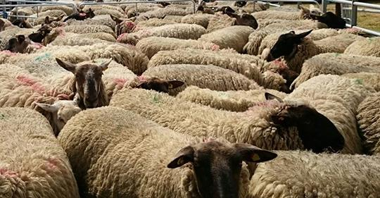 Please can you spare a minute to do this survey for one of our members who is working with sheep farmers and wool producers in Ireland, Thank You for your time. surveymonkey.com/r/NCXWNHV?fbcl…