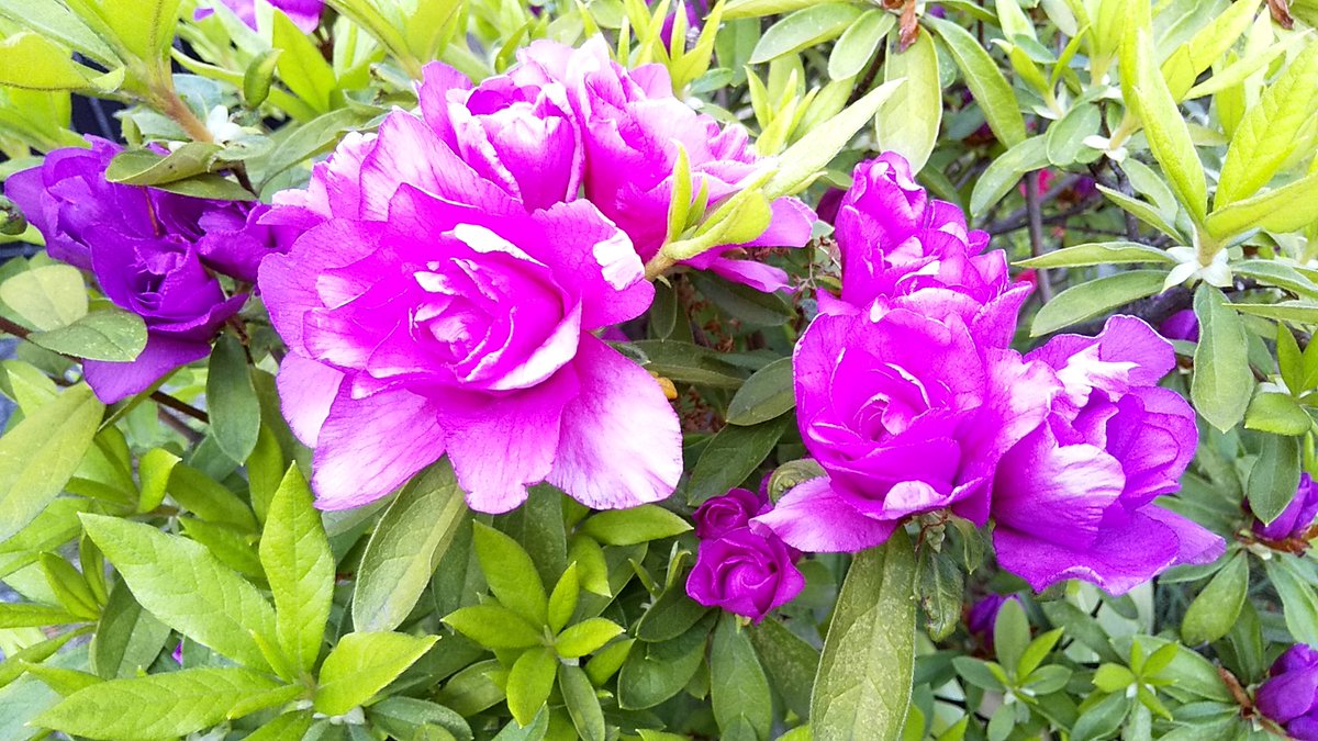 jerrym157's tweet photo. 🌷 my mom‘s garden 🌼 https://t.co/9eXLBiVHyz