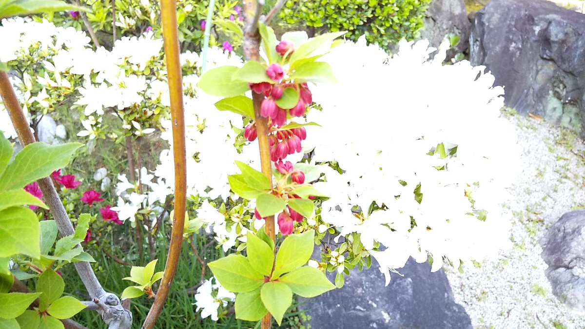 jerrym157's tweet photo. 🌷 my mom‘s garden 🌼 https://t.co/9eXLBiVHyz