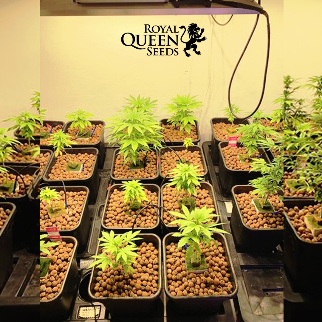 Are you wondering how many #plants to grow per #square #meter?

👍 First, you need to establish the size of the available grow space.

✌ Next, you must decide how much light you can put down while still maintaining optimal environmental conditions.

bit.ly/SquareMeter
