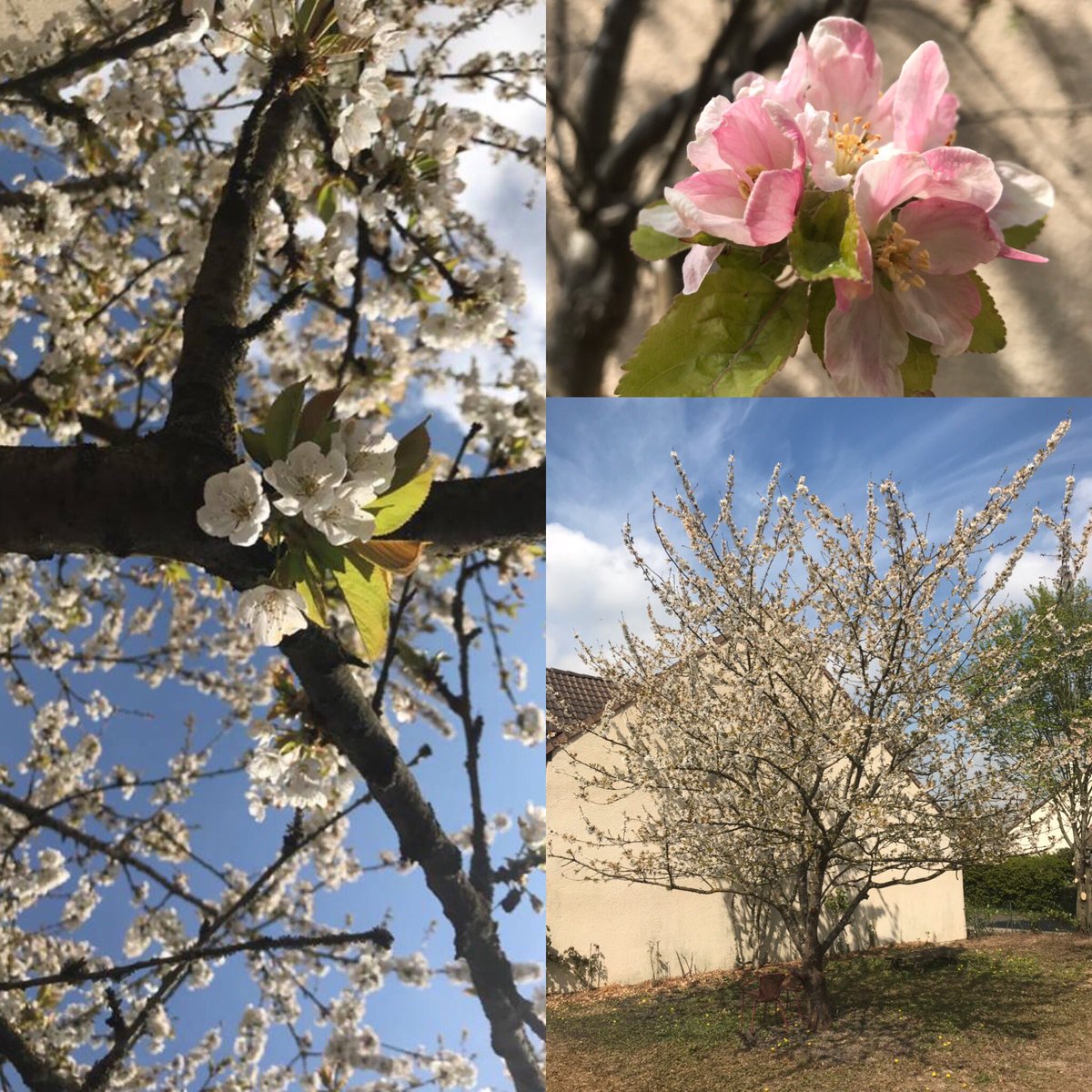 AuFilDOrianne's tweet photo. Un espoir de futures cerises 🍒 et de pommes 🍎 dans mon jardin ! https://t.co/MLLnw3XQAZ