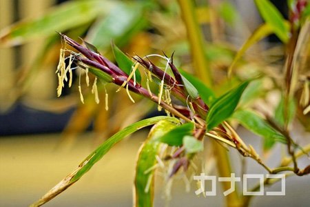 竹の花が不吉な１つの理由 年コロナ感染が予言通りに当たった