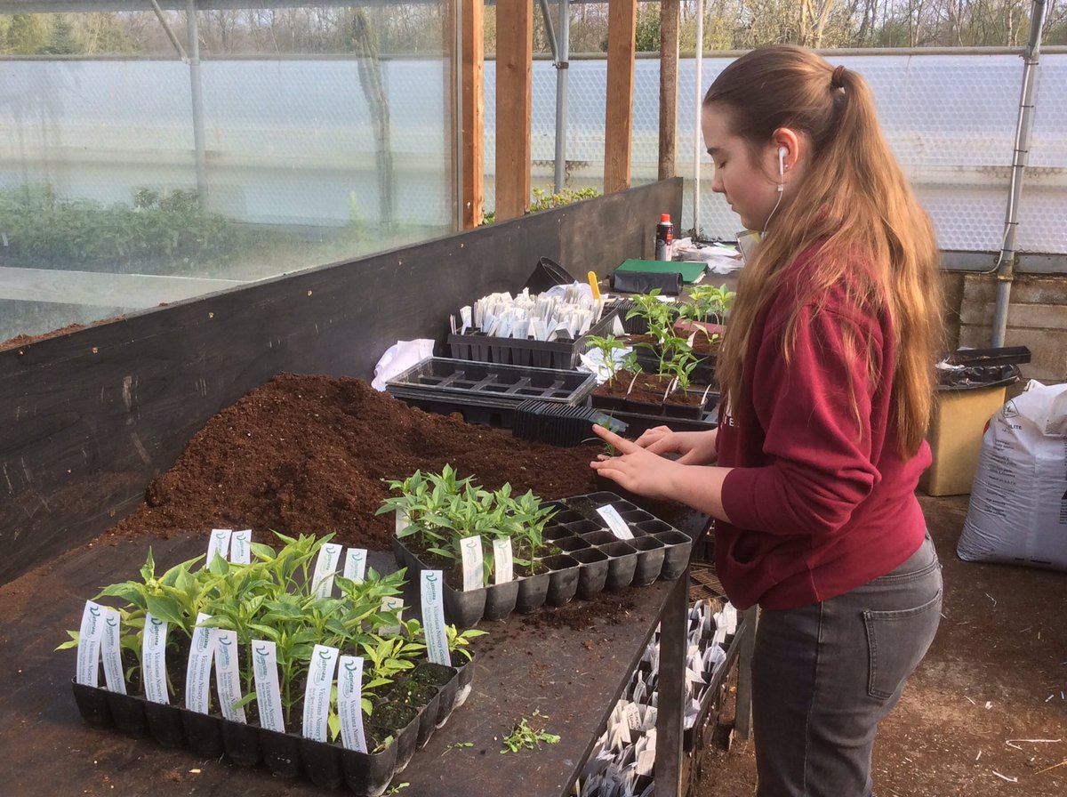 Victoriana_NG's tweet photo. Mildly is on the last knockings of potting up our #chillies,for #challockchillifest - and the ‘spares’ will be on sale by the weekend.
Over 200 different varieties of #Chilli
Come Shop! https://t.co/2F1RXvi4PJ