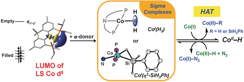 angew_chem's tweet photo. Low-coordinate Co complex reacts with H2 and silane by #HydrogenAtomTransfer rather than #OxidativeAddition; Yunho Lee et al. (Korea Advanced Institute of Science and Technology #KAIST) https://t.co/Z2U2HFq5Fr https://t.co/0OARUoCUgI