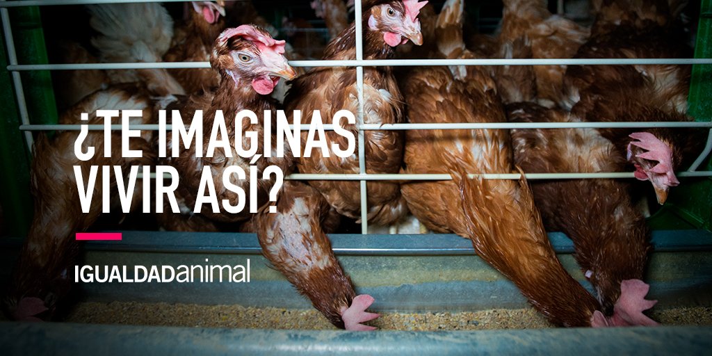 AngelGrosBlog's tweet image. Las jaulas impiden a los animales desarrollar sus comportamientos naturales más básicos.  #EndTheCageAge