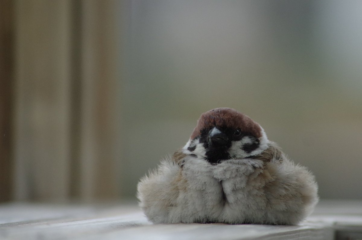 雨の日は屋根のあるベンチでスズメまんじゅうになるのです。
#雀 #スズメ #すずめ #sparrow #鳥 #小鳥 #野鳥 #bird https://t.co/jAm9K9l2Ov