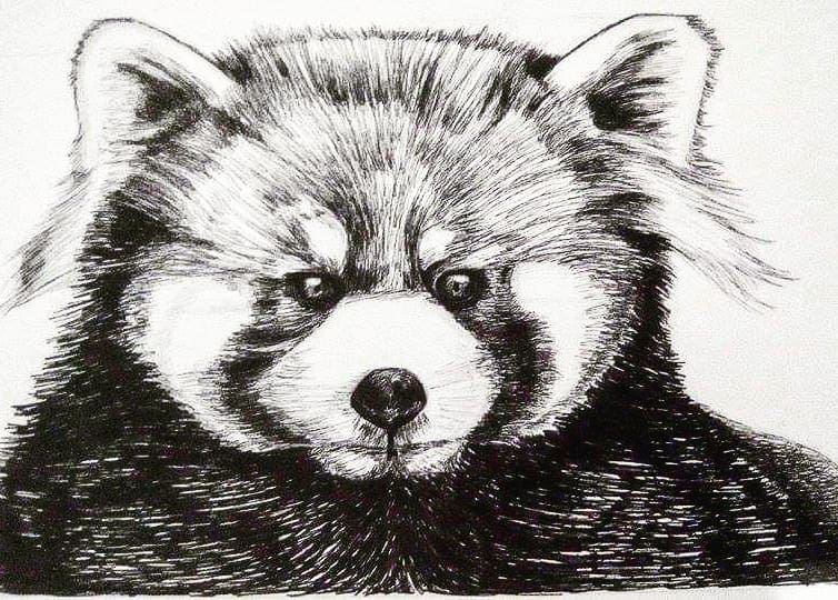 Shannon98103525's tweet photo. #drawing #blackgelpen #animals #cuteanimals #redpanda #littlepanda๐ผ #ailuridae #ailurusfulgens #mammal #easternhimalayas #southwesternchina #endangered #endangeredspecies #iucnredlist #iucnredlisted #toucan #ramphastidae #bird #tropicalamerica #amazoniaforest https://t.co/PrWqT0qRbl