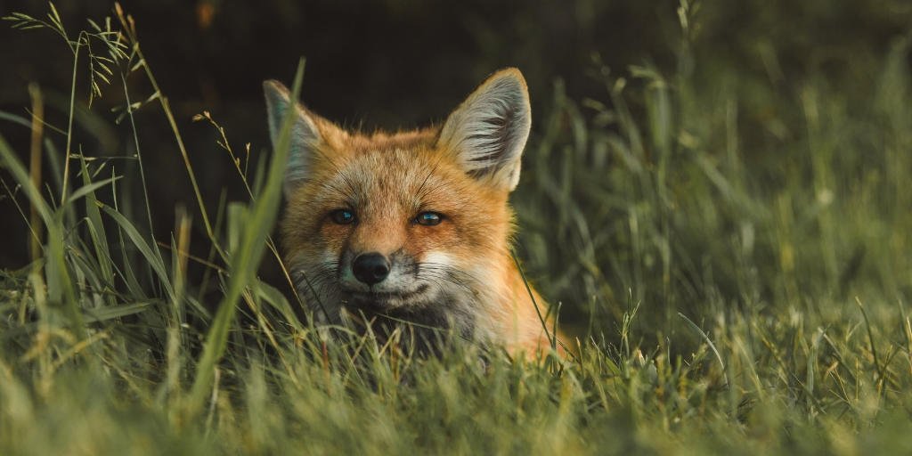 It's a sad fact that wildlife populations are declining globally, but it’s not all doom &amp; gloom! <a href="/AnthDurham1/">Durham Anthropology</a>’s PhD researcher Sian Green explains that <a href="/MammalWeb/">MammalWeb</a> camera traps can help us learn more about mammals &amp; how we can safeguard them in the future: fal.cn/Ah6r