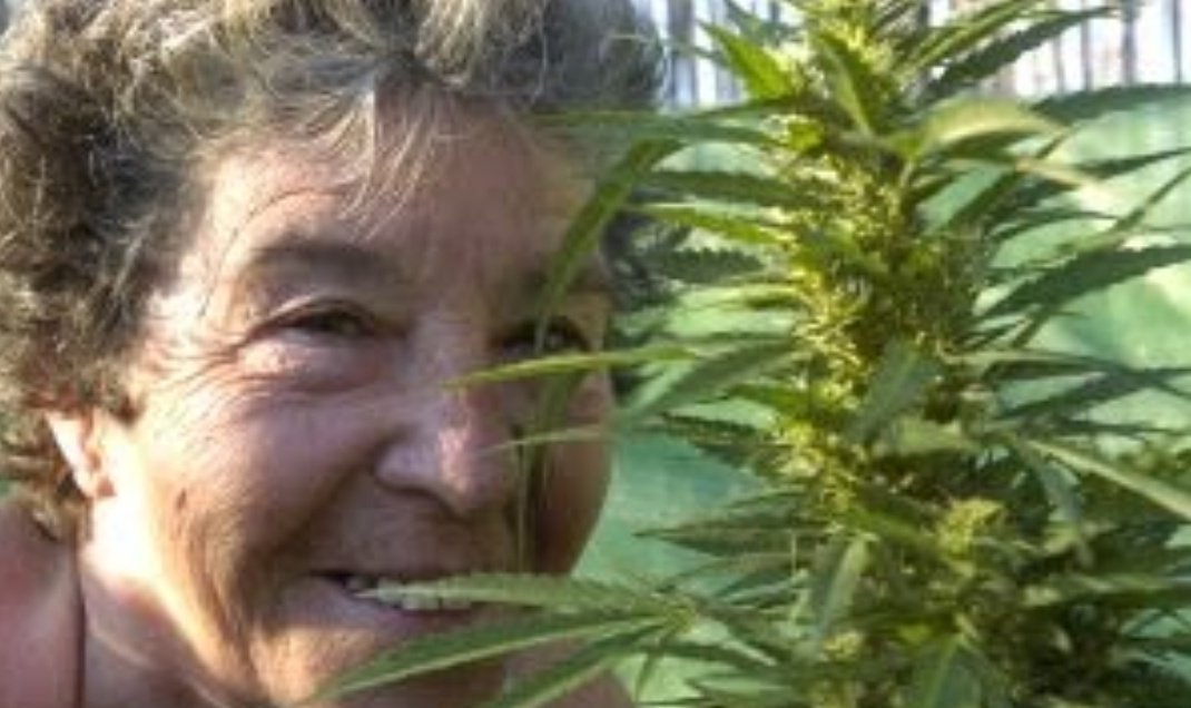KannabiaSeeds tweet picture