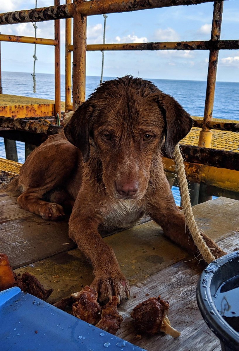 RaiNews's tweet photo. La storia a lieto fine di #Boonrod, il cane trovato in mare a 200 km dalla costa. Il nome che gli hanno dato i soccorritori thailandesi significa "Sopravvissuto"  → https://t.co/3ybw54dGRa https://t.co/rYYNOqGH8N