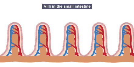 Did you know: surfaces involved in the absorption of materials share certain features: a large surface area, thin walls and an extensive blood supply! 
Absorb more Biology revision with our BBC Bitesize guides! 
N5: bbc.com/bitesize/subje… H: bbc.com/bitesize/subje…