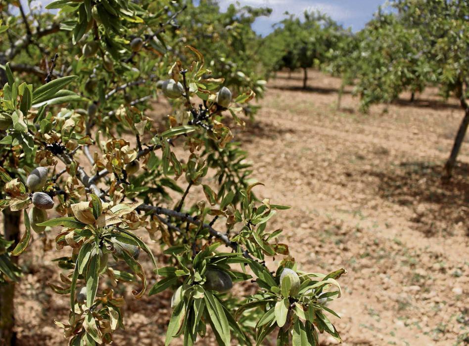 asajajaen photo