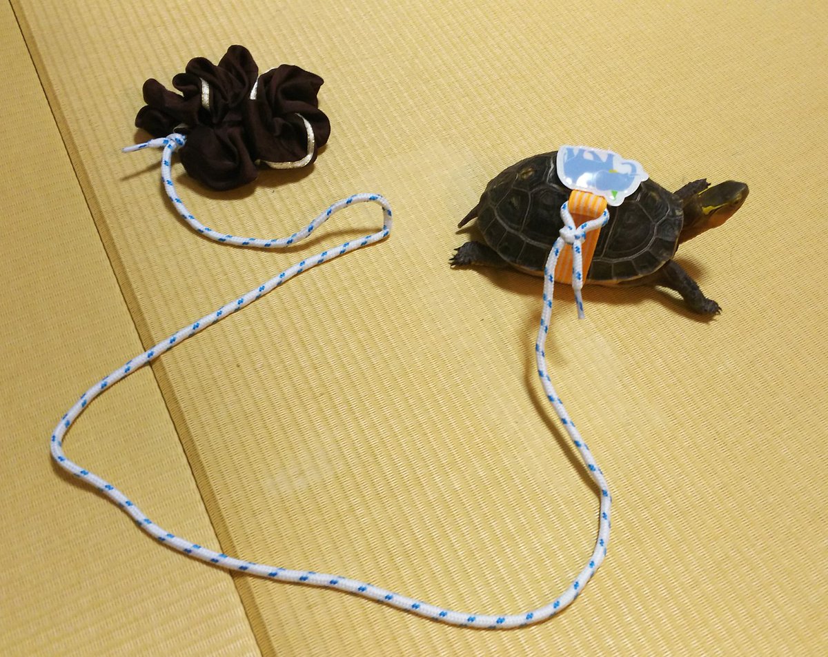 カメん歩 カメん歩