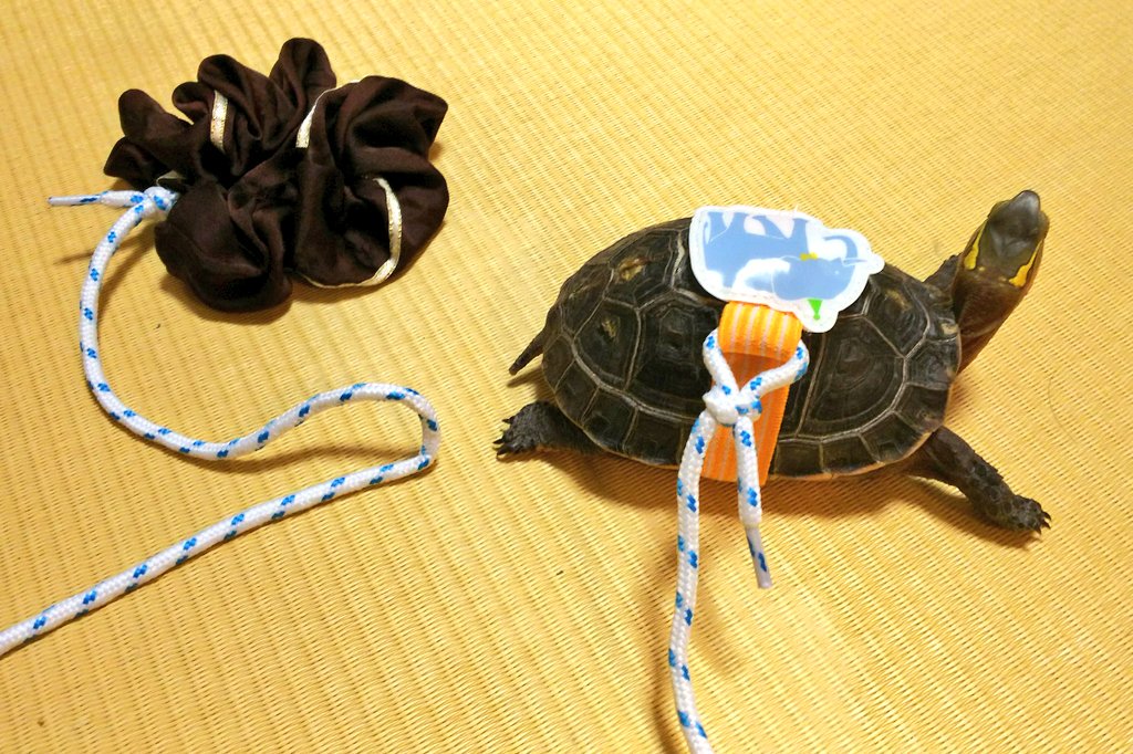 りぅ らん カメん歩 ハーネスとリードをダイソーで買ってきました 胴回り約33cmの ヘルマンリクガメ 翡翠ちゃんには 小型犬用ハーネスとリードがピッタリでした T Co 4pjfnrjk8d Twitter
