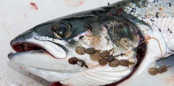 NoOpenFishFarms's tweet photo. Nova Scotia isn't open to open pen fish farms! Take a Stand. #saveourseas #CDNaquaculture #cdnchamberofcom #cookeaquaculture #concernmarine #aquaculture #seasaver #savingoceans #coastalaction #cbcns #lhnownews #FishOceanCAN #dalnews #ocreach #seasaver #protectoffshorens https://t.co/N4g9qj8pJk