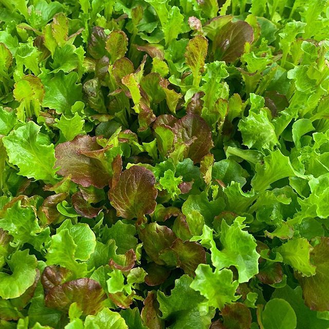 ErnessiFarms's tweet photo. Spring is in the air...Ernessi spring mix that is.  Quick snap of our crisp, gourmet mix. #verticalfarming #hydroponics #indoorfarming #indoorag #urbanfarming #urbanagriculture #nerdfarmer #agtech https://t.co/IYBmLetSlo https://t.co/myNsi7rIxT