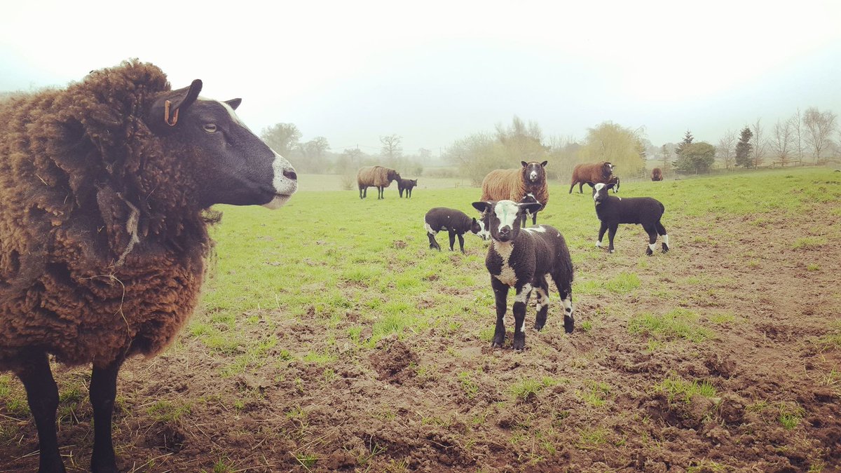 Clarkes Butchery tweet media