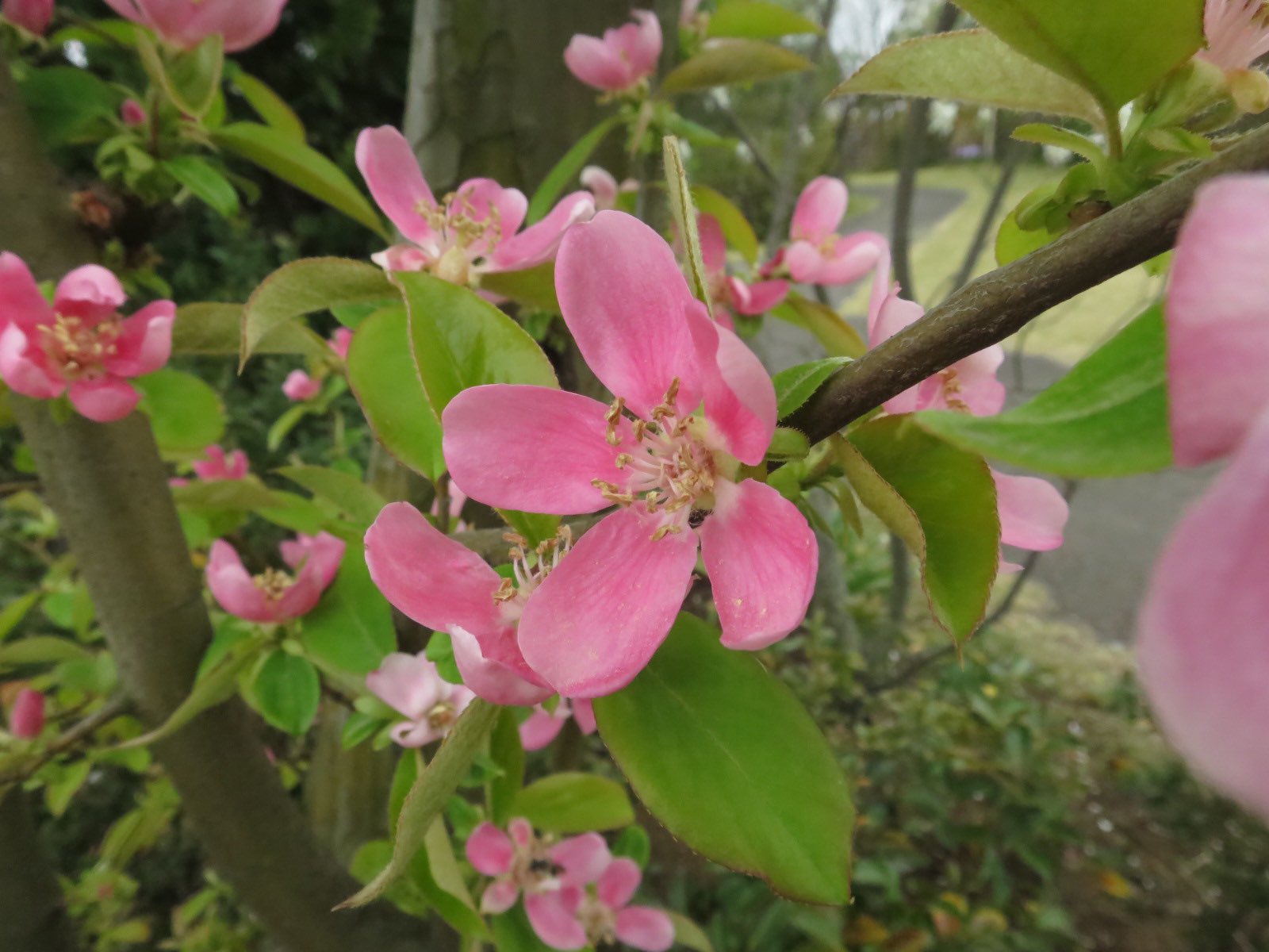 みっち カリンとマルメロの花 カリンの実は果実酒にすると咳に効くとか言いますね T Co Glygfjkkos Twitter