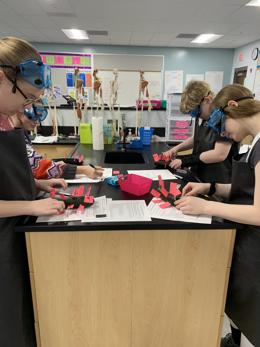 ocbms's tweet photo. @OldhamCoSchools @OldhamCoArvin PBS is reviewing directional terms and body planes by dissecting cucumbers today! #science #anatomylesson https://t.co/LmeoB9gx20