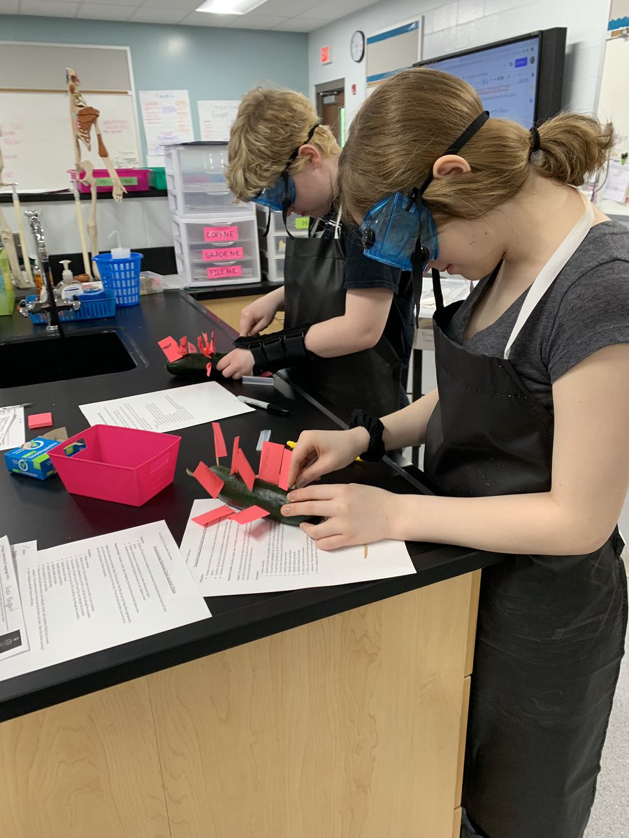 ocbms's tweet photo. @OldhamCoSchools @OldhamCoArvin PBS is reviewing directional terms and body planes by dissecting cucumbers today! #science #anatomylesson https://t.co/LmeoB9gx20