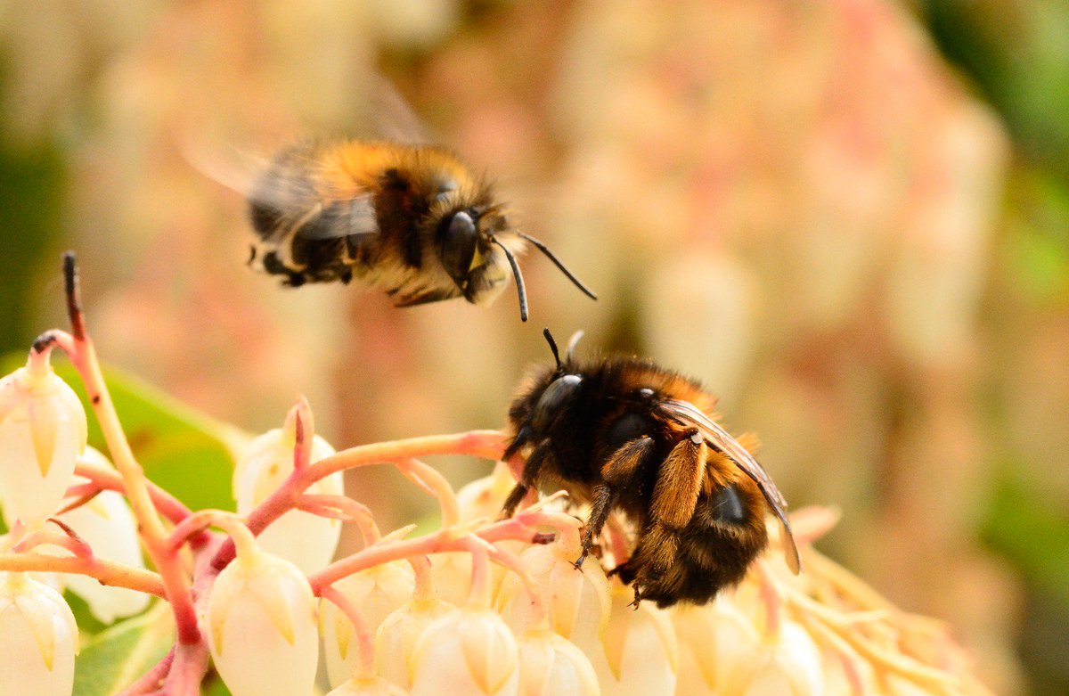 Herstel de populatie wilde bijen: Maak de cirkel rond!! Collega's  Carolien en Jeroen schreven een Blog (Zie: bit.ly/2PeFg6R) over wilde bijen, de #bijentelling en #NationaleZaaidag.  Op de foto Gewone Sachembij: foto van collega Jordy.
