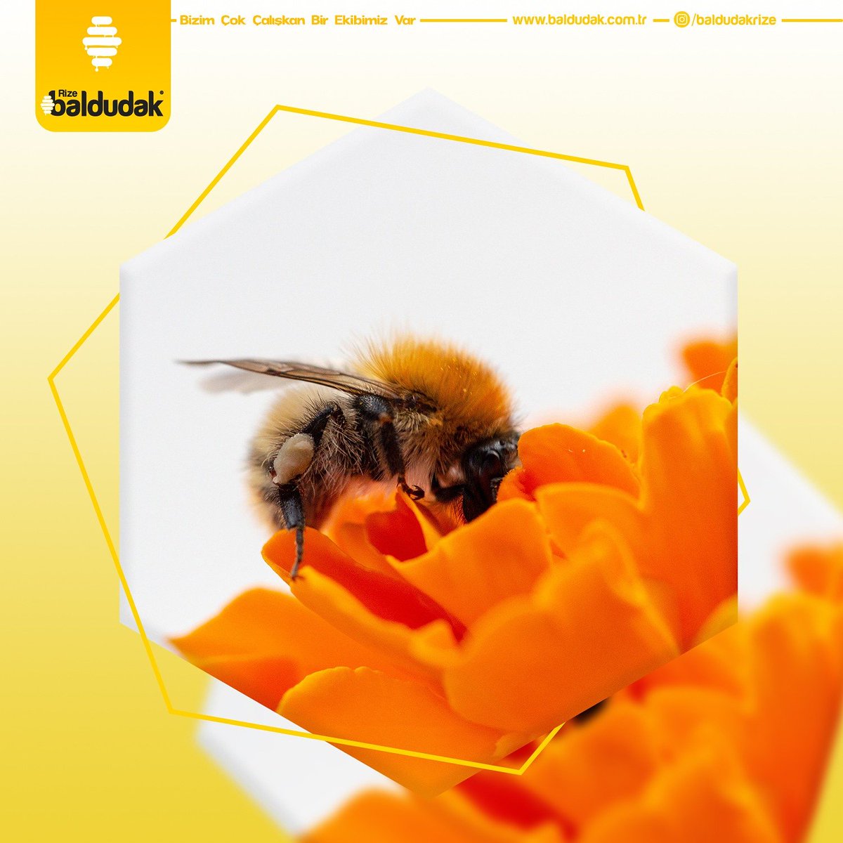 RizeBaldudak's tweet photo. 🍯🐝BALDUDAK RİZE🍯🐝
.Siparişleriniz için iletişime geçin
 #rize#tarbzon#istanbul#bal#balci#arikovani#ankara#dubai#rusya#italya#nişantaşi#bağcilar#etiler#bahçeşehir#beylerbeyi#izmir#konak#antalya#kibris#arabistan#konya#bursa#anzerbaki#germany#katar#libya#azerbeycan#çin#orjinal https://t.co/LkM1jem1P7