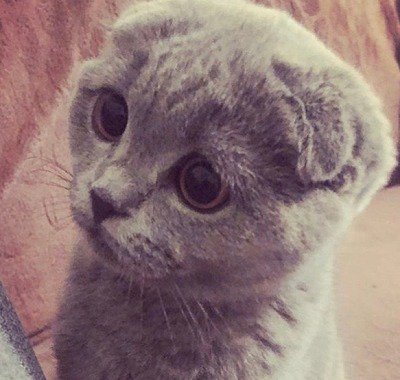 なぜ炎上 Hikakinが飼い始めた人気猫種の 知られざる悲しみ 友森 玲子 Frau