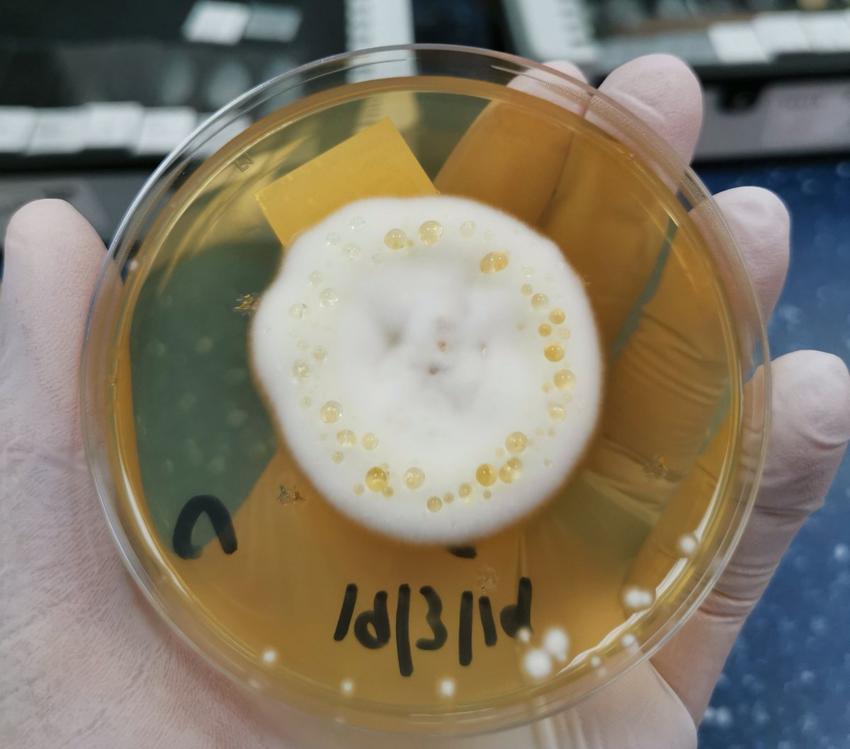 dheafallah1's tweet photo. #mycology #microbiology #lab_day this crystals water droplets are a product of mold respiration. So beautiful 😍 https://t.co/B1T8dpeEzB