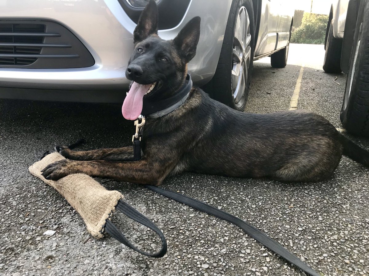 AwesomeSpaz12's tweet photo. Mighty Oaks from little Acorns grow...#Acorn #Arrow #Dutchherder #dutchherderpuppy #7monthsold #MummasDinkyDutchie #PointyEarredProtector 
#GPDog 🏹👊💪❤️🐾 https://t.co/0cuQPvbQmI