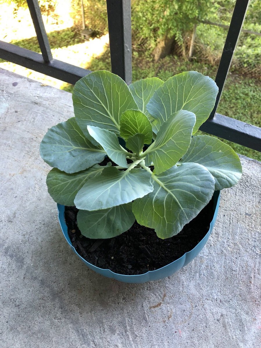 MsPinter2nd's tweet photo. ‘Bonnie Plants 3rd Grade Cabbage Program’ is going strong! Way to go kids! Let’s see how big we can grow these! @LCE_Mustangs https://t.co/bcN87Q7Dee