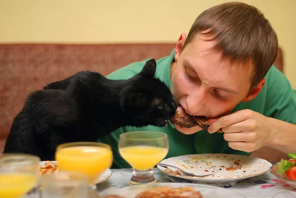 Прикольные картинки кот и хозяин