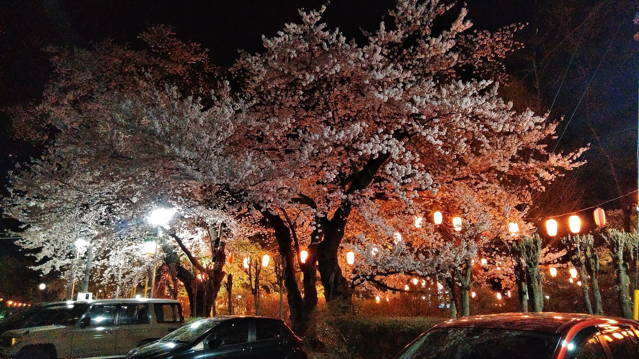 沼田商店街連合会 沼田城趾公園 桜は今週末の4月 21日か見頃となりそうですよ 沼田 沼田市 桜 群馬 沼田公園 真田 花見 T Co Sjr2ep4ohs Twitter