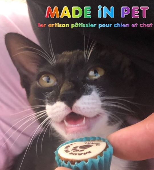 MadeInPet's tweet photo. [BABY CAT] 😍 
C’est tout émerveillé que notre petit Sawadee 🐱 
découvre son 1er Cupcakes MADE iN PET !!! 😋
Quel magnifique moment de partage !!! 😍 https://t.co/i3thc1r5rz 
#Chats #cats #MADEINPET #CupCakes #Chaton #MadeinFrance  #chien #doggie https://t.co/7obaLIiYhw
