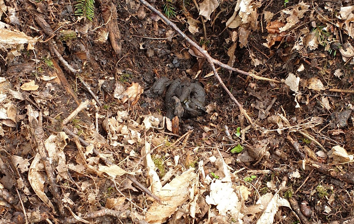 JamieK_E's tweet image. Hurray! Poo! But does it belong to the one I&apos;m looking for? #poodunnit