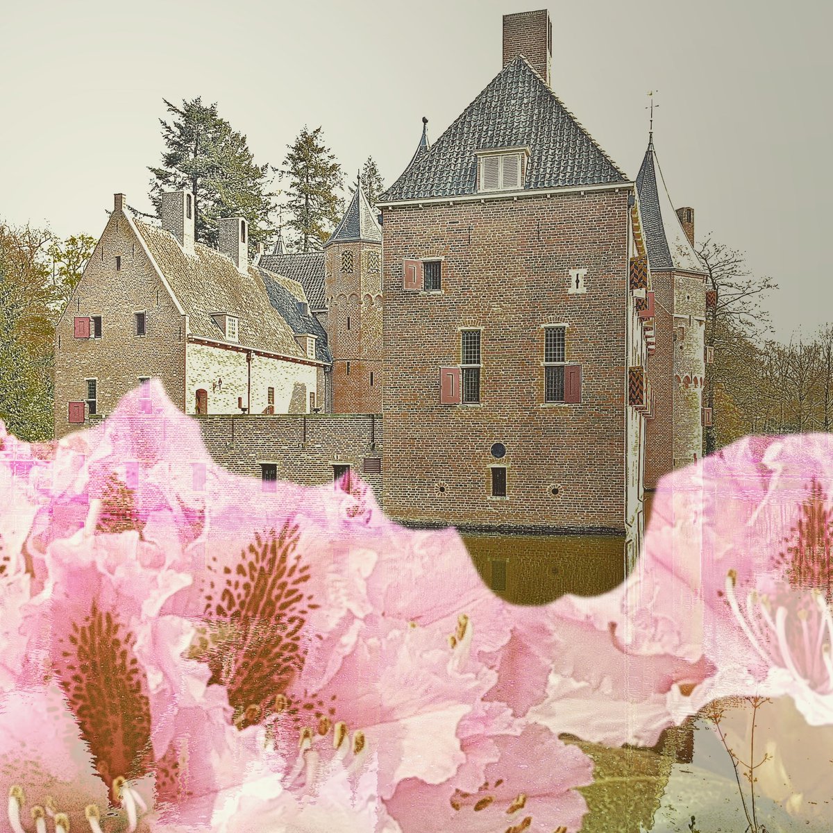 Weer heerlijk gewandeld romdom het #oudeloo .
De #rododendrons bloeien nog niet volop, maar het begin is er.