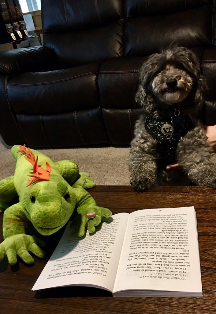 Spencer the poodle agrees with Hank’s mom! ALL the babies should be named Spencer! 🦎 <a href="/MentorRidge5/">Helen Pero</a> <a href="/OsobRidge/">Ridge One School One Book</a> <a href="/RidgeElemMentor/">Ridge Elementary</a> #OnceACard #LearningWithALizard