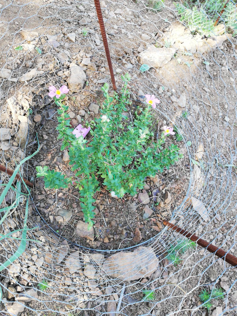 JaraDeCartagena's tweet photo. Visita a la población natural y los núcleos introducidos en 2017 de Jara de Cartagena 🌸: https://t.co/33KDfUcVSi https://t.co/bpXxRtY5JE