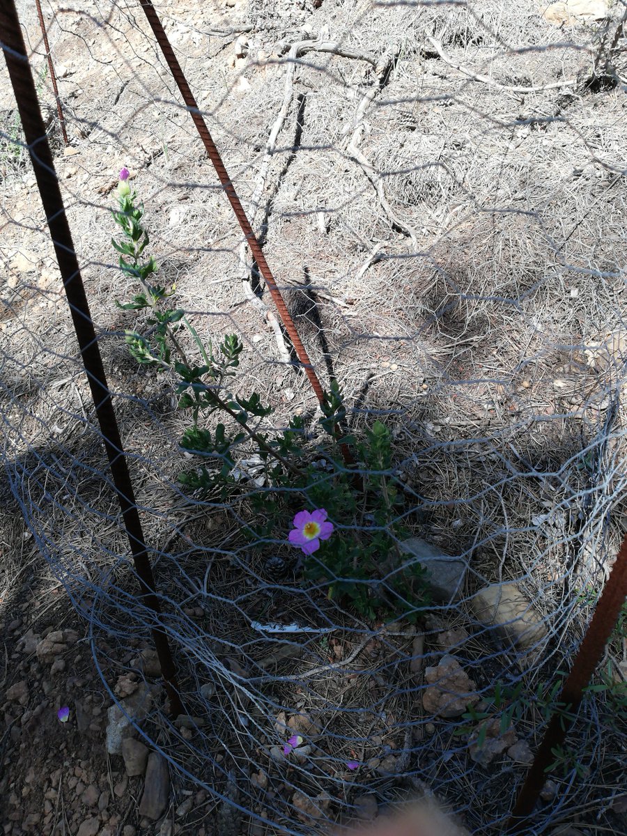 Visita a la población natural y los núcleos introducidos en 2017 de Jara de Cartagena 🌸: jaradecartagena.com/2019/04/17/vit…