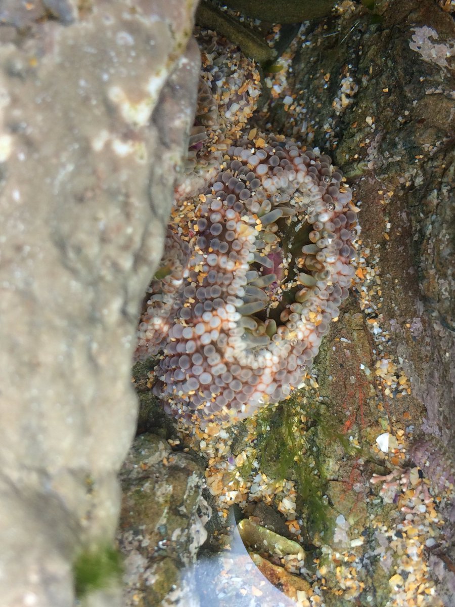 H_ParryWilson's tweet image. First visit to Bude today for @MarClim_UK and #PhD fieldwork... wow... just wow!! #intertidalecology #limpets @thembauk #PhDlife #PhDchat