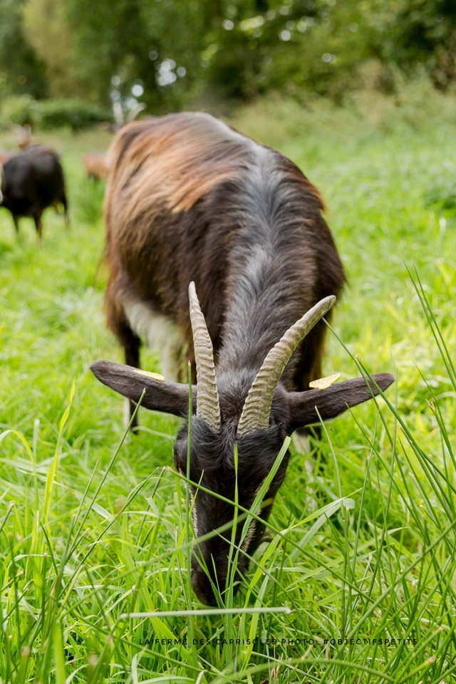 LCaprisoles's tweet photo. Avec la belle et bonne herbe de printemps 🌿🍀! On fait de beaux et bons fromages🐐🧀! Sans artifices🎉! Notre classique est très cremeux et doux a cette periode🤗👌! #ceuxquifontlelait #ceuxquifontlefromage #chevre #laitcru #bretagne #agriculturebio https://t.co/0DNgI8PG67