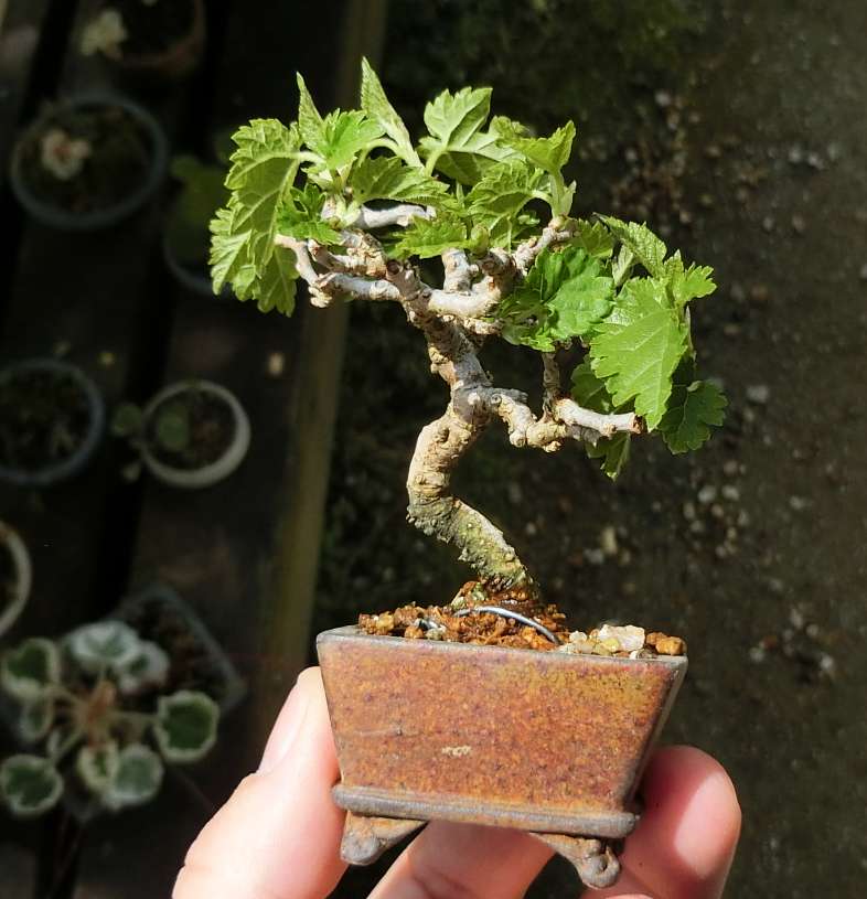 5cm盆栽 على تويتر 盆栽 ミニ盆栽 Minibonsai 桑 姉崎石心鉢 挿し木 挿し木4年目位 新芽が美しい時期ですねえ 5cm盆栽 على تويتر 盆栽 ミニ盆栽 Minibonsai 桑 姉崎石心鉢 挿し木 挿し木4年目位 新芽が美しい時期ですねえ