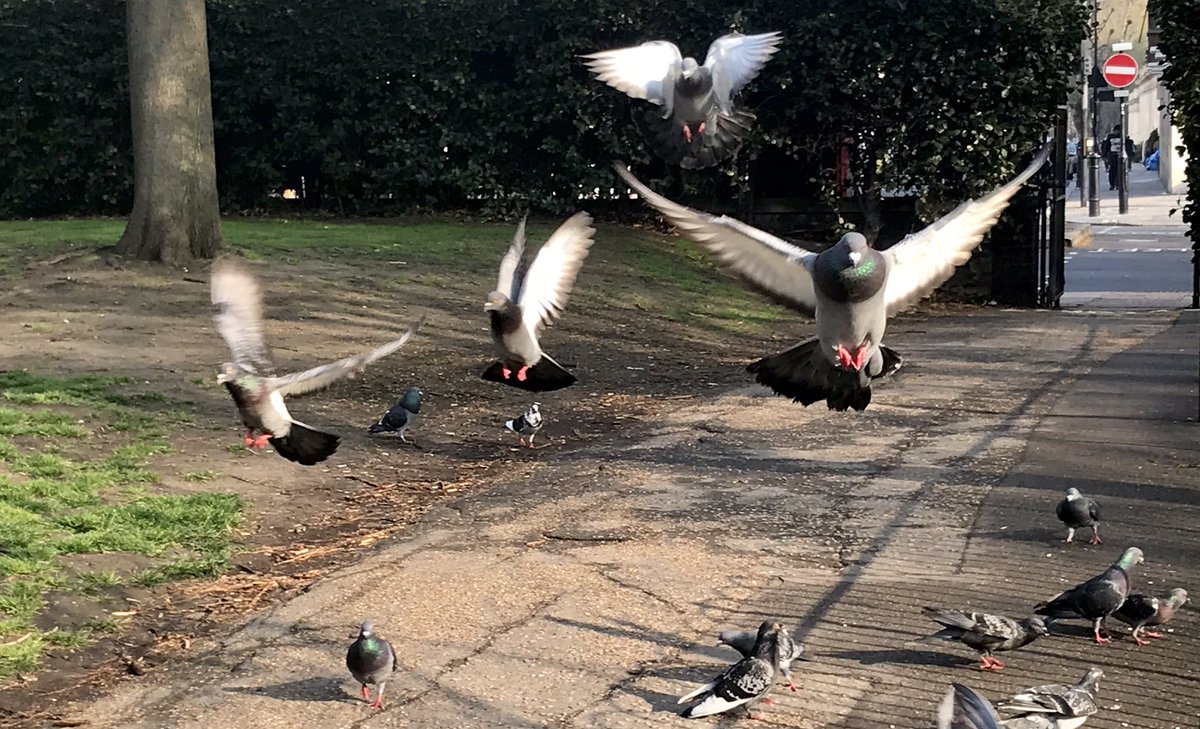 ChungaStereo's tweet photo. Birds International airport air show
@a_london_pigeon @TheRealPigeon #pigeons #pigeon #birdwatching #readyforlanding #AirportShow #airshow #airtrafficcontrol https://t.co/Xlnwanr5tV