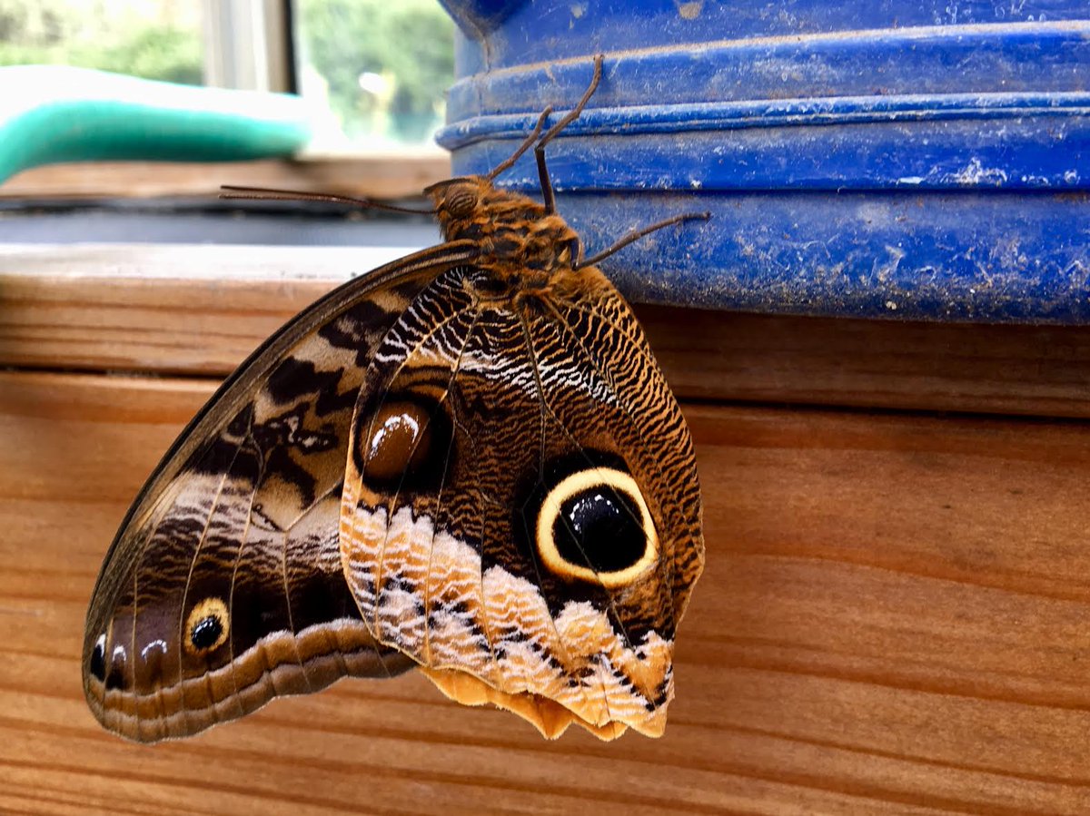Gold-edged owl butterfly holds on to blue watering can at Wings of Fancy.