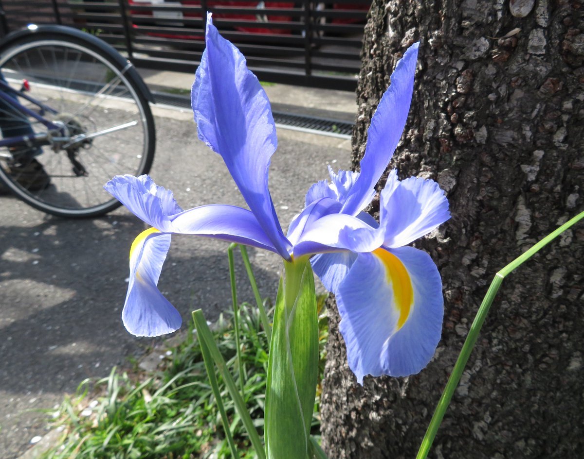 الوسم オランダアヤメ على تويتر